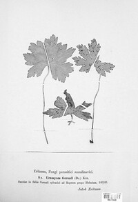 Uromyces geranii image
